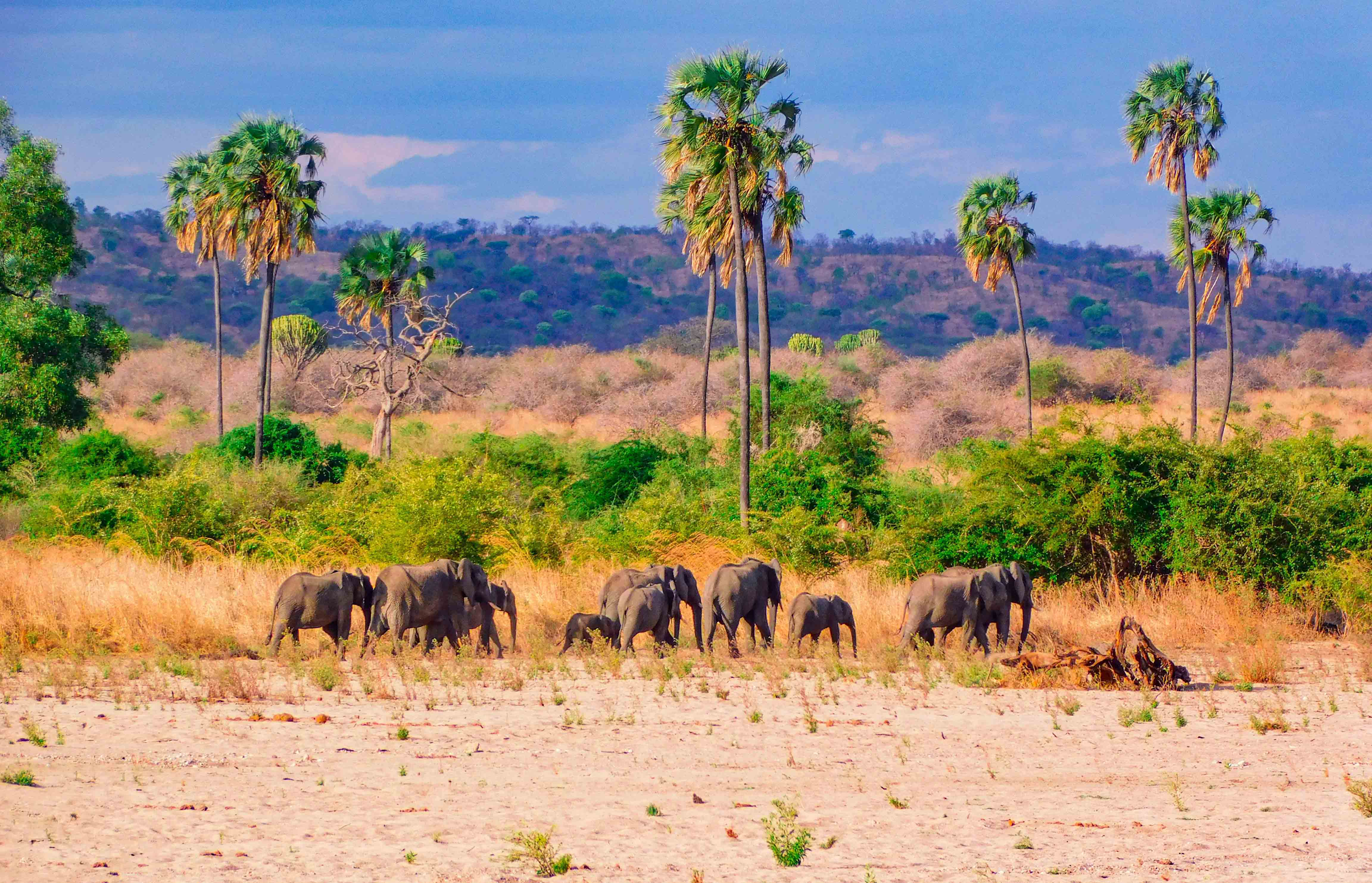 10 DAYS SPECIAL PACKAGE TO SOUTHERN TANZANIA